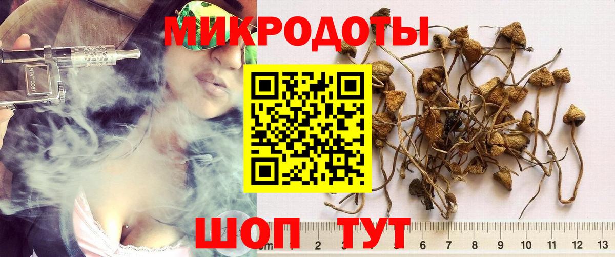 Псилоцибиновые грибы Psilocybe Новозыбков